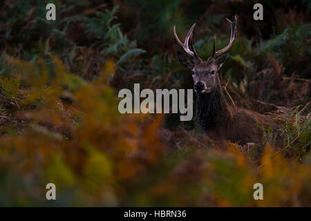 young red deer stag portrait Stock Photo