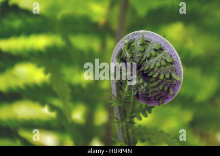 Spiral of young fern in spring, close-up Stock Photo