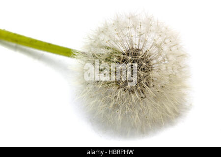 Old  dandelion isolated on white background Stock Photo