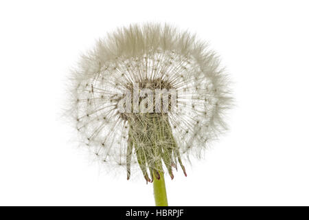 Old  dandelion isolated on white background Stock Photo