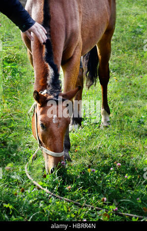 Styroking Hand stroking a horse Stock Photo - Alamy