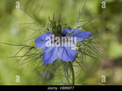 Ragged lady  Nigella damascena Stock Photo