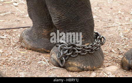 Elephant Rehabilitation Centre in Kottur near Kappukadu, Thiruvananthapuram District, Kerala, India. Stock Photo