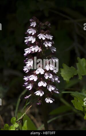 Lady Orchid in Bulgaria Stock Photo