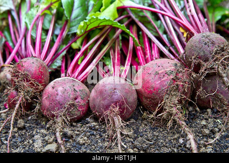 Beetroot with soil on the ground.  Organic fresh Beetroot on earth Stock Photo