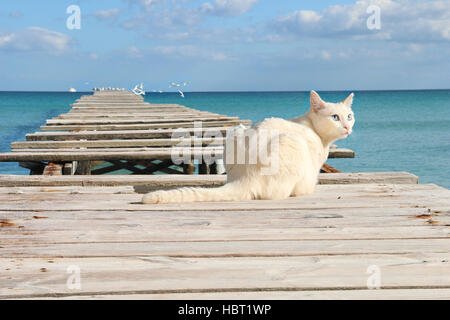 domestic cat, white, blue-eyed, lying on an old wooden jetty at the sea, baleares, mallorca, playa de muro Stock Photo