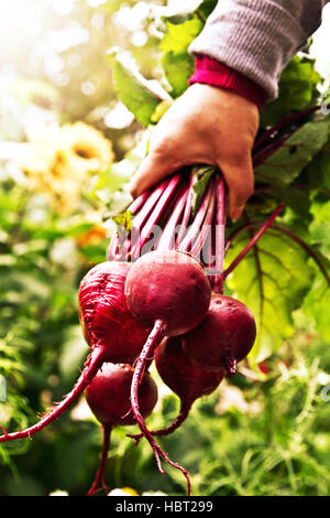 Unknown person holding bunch of fresh beetroot. Beetroot. Stock Photo