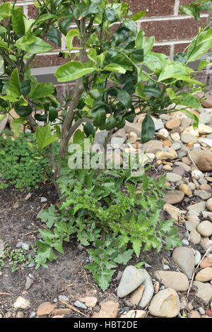 Prickly or Rough Sow thistle - Sonchus asper Whole plant growing on the ground near the cumquat tree Stock Photo