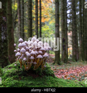 A cluster of Mycena fungi growing in a woodland Stock Photo