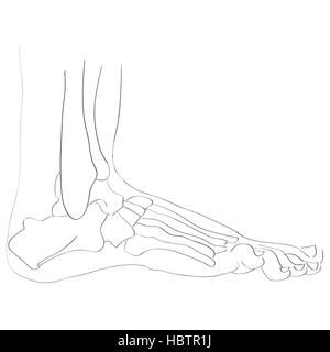 lateral view foot bones Stock Photo