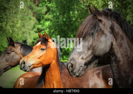 Partbred arabian horse and Friese Stock Photo