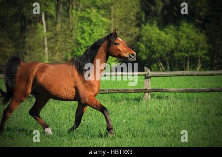 Partbred arabian horse Stock Photo