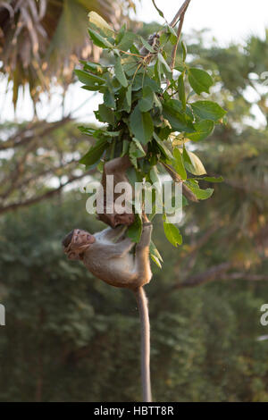 Macaque Monkeys playing in the ruins of Angkor, Cambodia Stock Photo