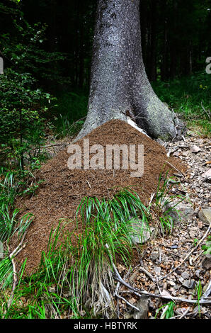 anthill, southern wood ant, red wood ant, Stock Photo