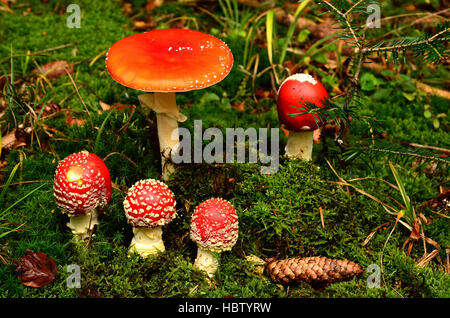 fungus, fly agaric; fly amanita; Stock Photo
