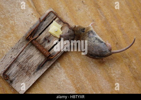 shrew in a mouse trap Stock Photo
