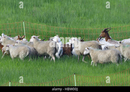 White Polled Heath and Boer goat Stock Photo