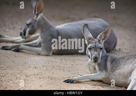 kangaroo relaxing on ground in the sun Stock Photo