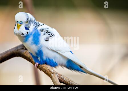 Budgerigar Parakeet sitting on a tree branch Stock Photo