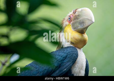 Close up portrait of wreathed hornbill Stock Photo