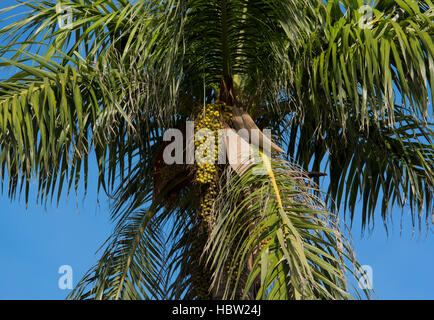 Fruits of a Royal Palm Stock Photo