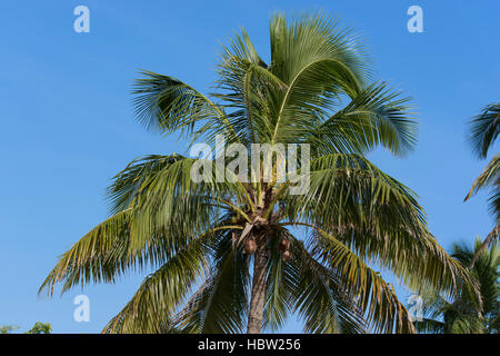 Royal Palm on Cuba Varadero Stock Photo