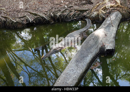Large freshwater crocodile (Crocodylus johnstoni) lying next to log, Hartleys Creek, near Cairns, Queensland, Australia Stock Photo