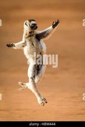 Verreaux's Dancing Sifaka (Propithecus verreauxi) dancing Stock Photo