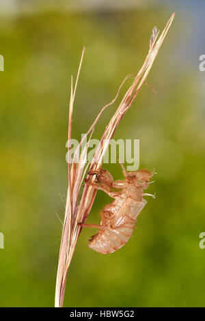 Cicada, Cicada orni, Exuvium, Exuvia, Empty Nymphal Skin, Benalmadena, Malaga Province, Andalusia, Spain Stock Photo