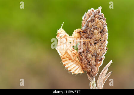 Cicada, Cicada orni, Exuvium, Exuvia, Empty Nymphal Skin, Benalmadena, Malaga Province, Andalusia, Spain Stock Photo