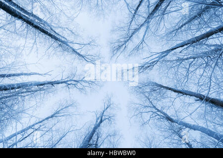 Snowy trees in a forest viewed from below in the winter on a cloudy day. Stock Photo