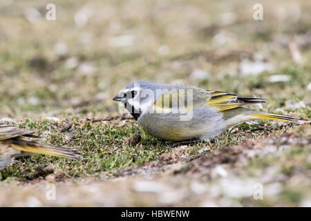 black-throated finch or canary-winged finch (Melanodera melanodera) adult male feeding on short vegetation, Falkland Islands Stock Photo