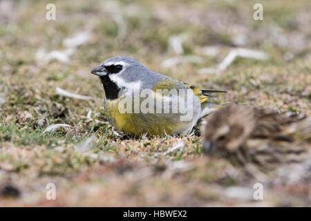 black-throated finch or canary-winged finch (Melanodera melanodera) adult male feeding on short vegetation, Falkland Islands Stock Photo