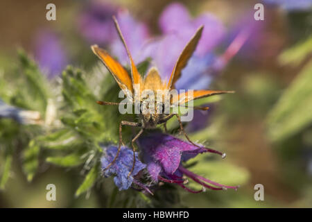 Large skipper (Ochlodes sylvanus) Stock Photo