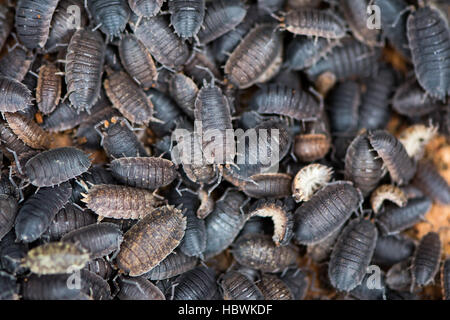 Mass of rough woodlice (Porcellio scaber). Terrestrial crustaceans in the familiy Porcellionidae, exposed under bark of dead log Stock Photo