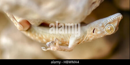 Fan-fingered Gecko (Ptyodactylus guttatus) hanging upside down from a cave roof. Judean Desert, Israel. Stock Photo
