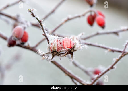 Rosa. Rose hips in winter covered in frost. Scotland Stock Photo