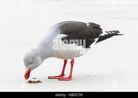 dolphin gull (Leucophaeus scoresbii) adult feeding on sandy beach, Falkland Islands Stock Photo