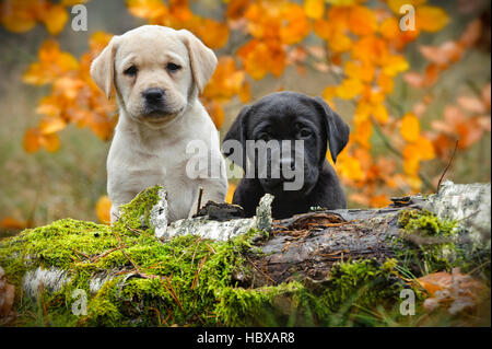 Yellow and black Labrador retriever puppies in autumn scenery Stock Photo