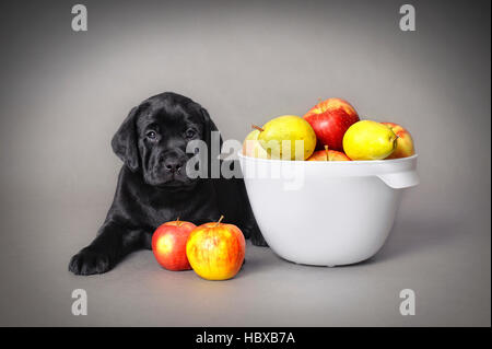 Labrador retriever puppy with fruits on grey background Stock Photo