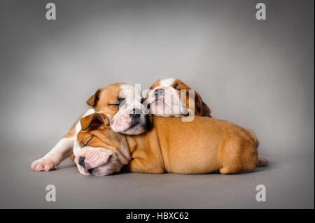 Sleeping English bulldog puppies on grey background Stock Photo