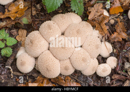 Common Puff-ball [Lycoperdon perlatum]. October, Sussex, UK. Stock Photo
