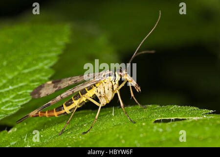 Common Scorpionfly (Panorpa communis), male Stock Photo