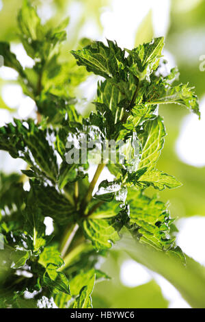 Spearmint (Mentha spicata) Stock Photo