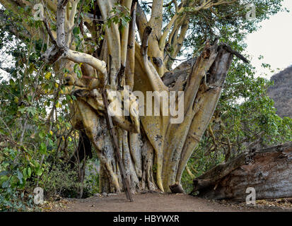 Rock fig (Ficus petiolaris), Jungapeo, Michoacán, Mexico Stock Photo