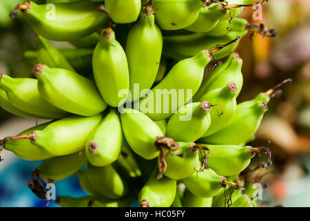 Unripe banana bunch growing on tree Stock Photo