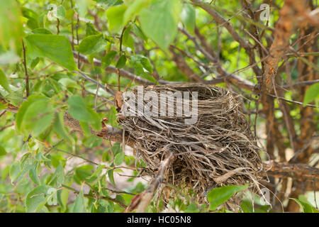 Empty bird's nest in dormant tree branch - Virginia USA Stock Photo