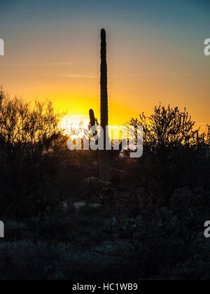 Saguaro Cactus Sunset Stock Photo