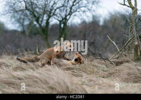 Red Foxes / Rotfuechse ( Vulpes vulpes ) in heavy fight during their rutting season in February, wildlife Europe. Stock Photo