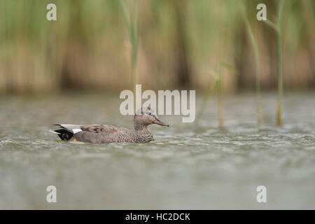Gadwall Duck / Schnatterente ( Anas strepera ) , male, drake, swimming on a body of water in typical natural surrounding. Stock Photo